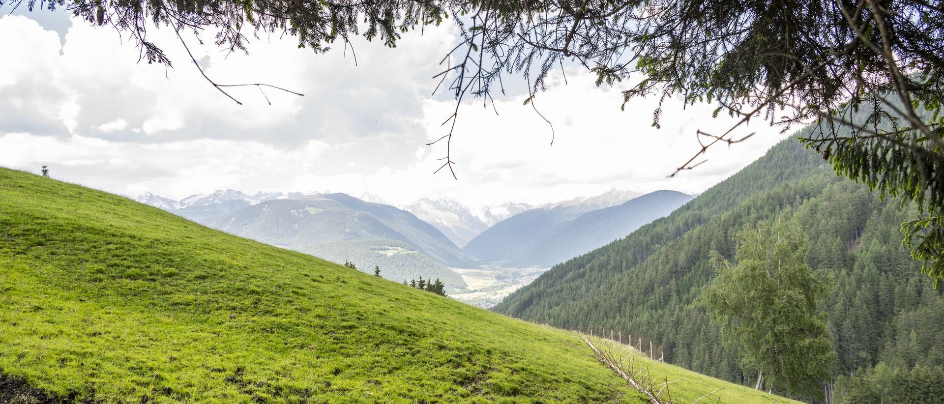 Grazie natura! Collina verde con bosco e montagne, cielo nuvoloso, rami in primo piano