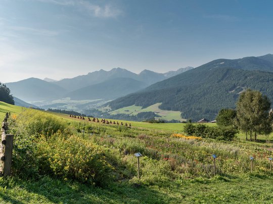 Novità dal nostro hotel al Plan de Corones Prato fiorito con vista sulle montagne nelle Alpi in una giornata di sole