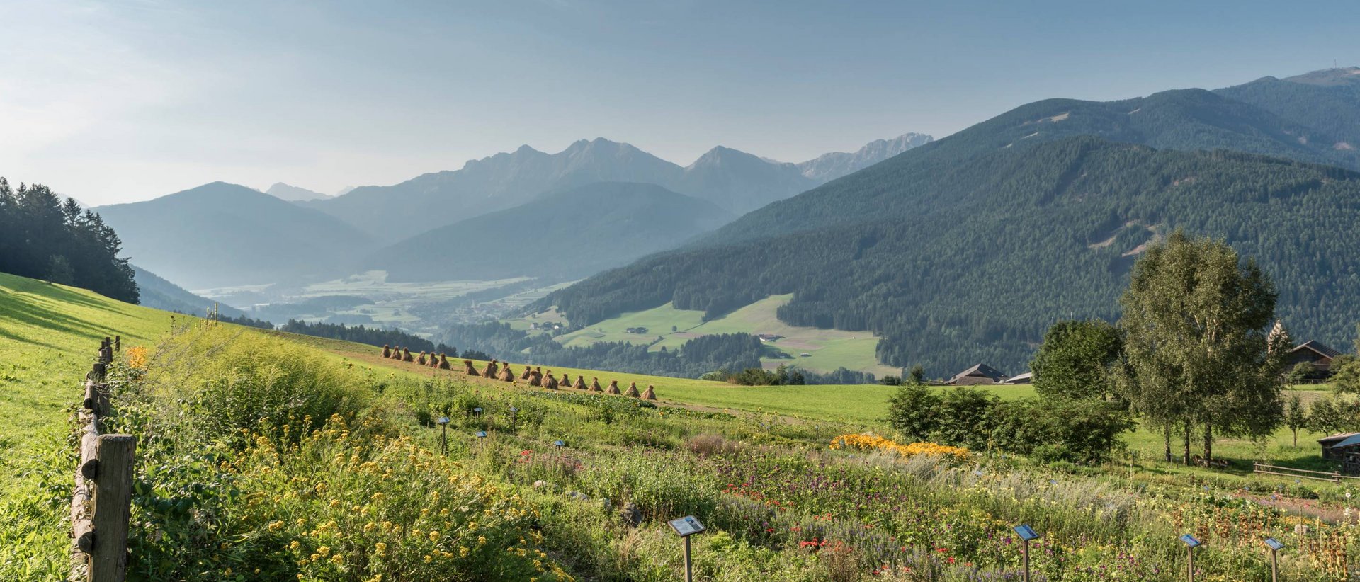 Gelebte Nachhaltigkeit Blumenwiese und Bergblick in den Alpen an einem sonnigen Tag