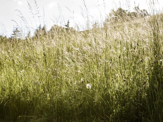Übernachtung am Kronplatz in bester Lage Sonnenbeschienene grüne Sommerwiese mit hohem Gras