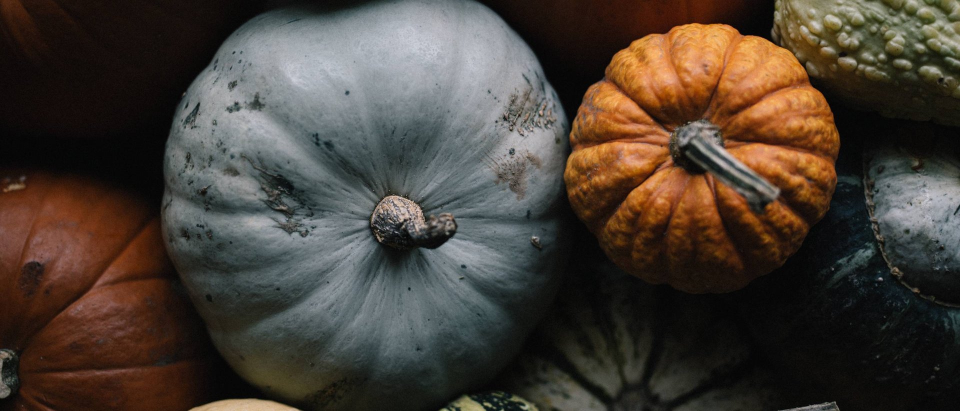 Autunno delizioso Primo piano di diverse zucche colorate e tipologie di zucche