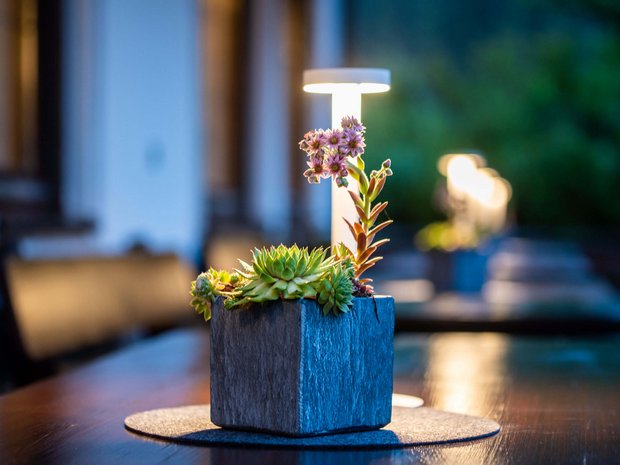 Sustainable 4-star hotel in the Dolomites Flowerpot with succulents in front of modern table lamp in cozy setting
