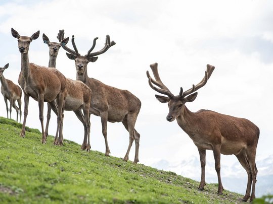 Novità dal nostro hotel al Plan de Corones Cinque cervi su un pendio erboso con montagne sullo sfondo