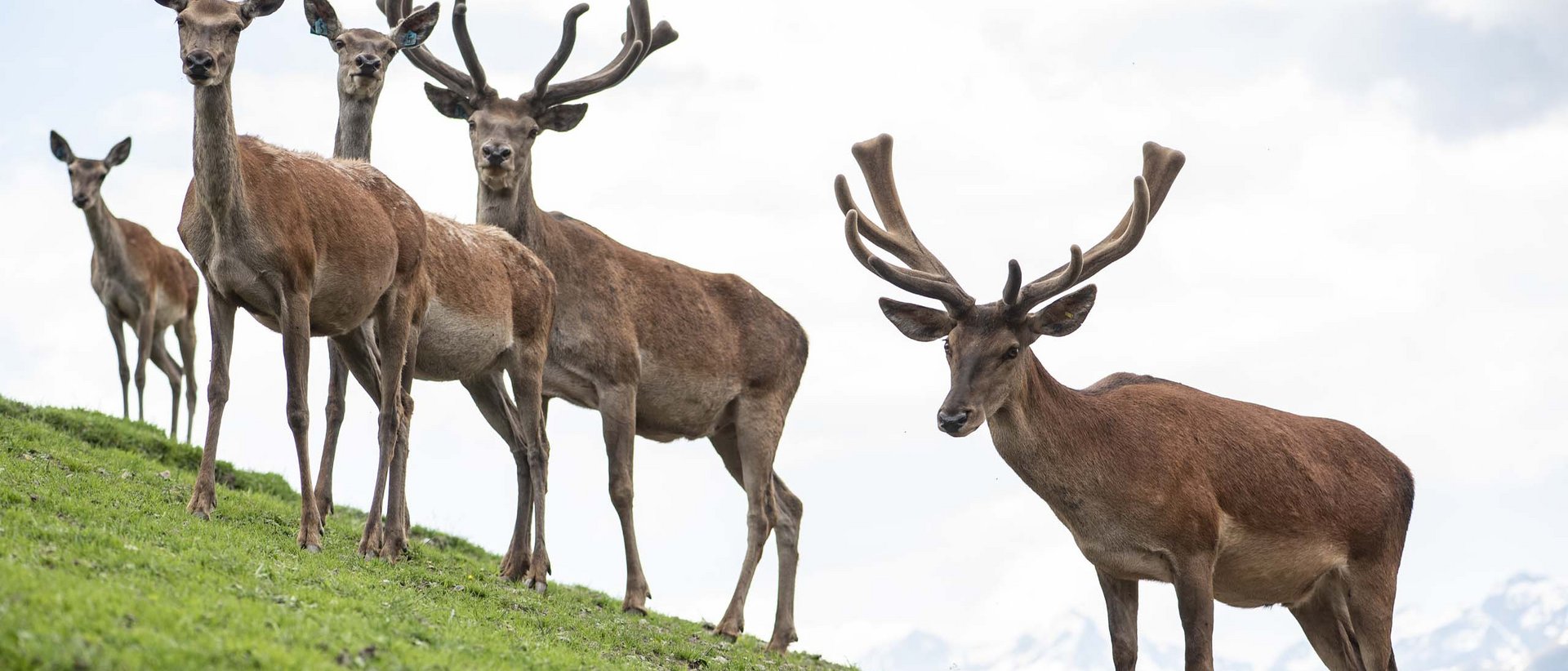 Hirsch, König der Wälder Fünf Hirsche stehen auf einem grasbewachsenen Hang mit Bergen im Hintergrund
