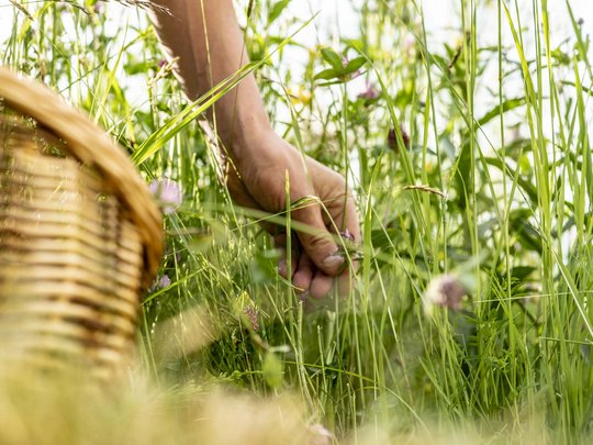 Regionale, alpine Küche im Hotel am Kronplatz in Südtirol Hand pflückt Kräuter in einem grünen Feld neben einem Korb