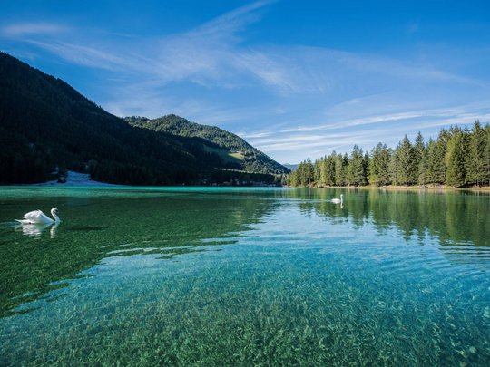 Novità dal nostro hotel al Plan de Corones Lago di montagna limpido con cigni e foresta sullo sfondo sotto cielo soleggiato