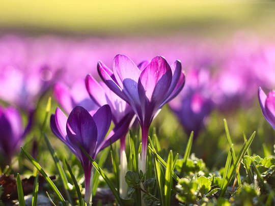 Novità dal nostro hotel al Plan de Corones Fiori di croco viola su un prato verde alla luce del sole