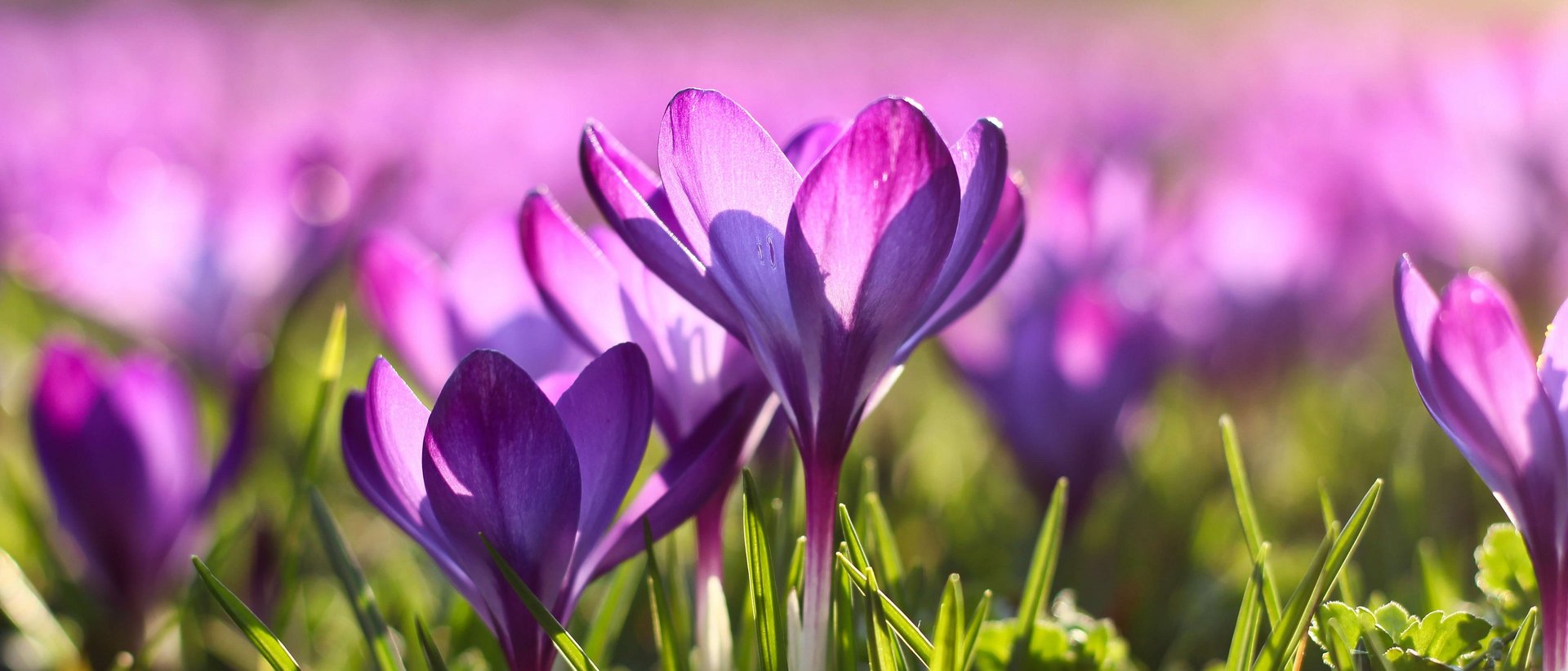 Der Frühling steckt voller Überraschungen! Lila Krokusblüten auf einer grünen Wiese im Sonnenlicht